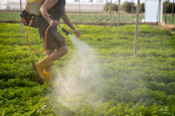 Best Wasp Removal Services  in Grover, WY