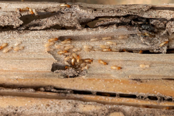 Best Best Pest Control Companies  in Grover, WY